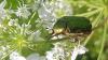 Cetonia aurata